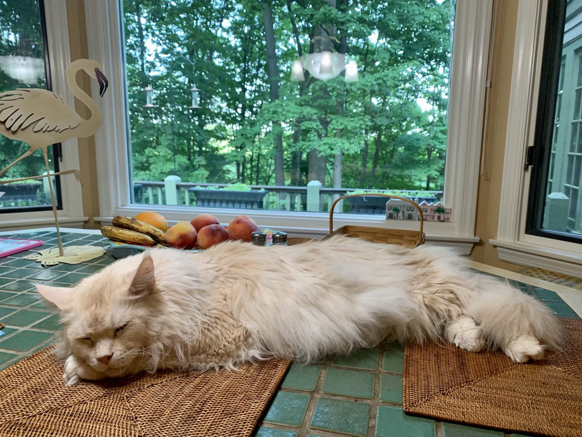 AmfsbAnne's tweet photo. #KitchenKitty
#CatsOfTwitter
@AmfsbAnne https://t.co/pJdM6FuJmZ