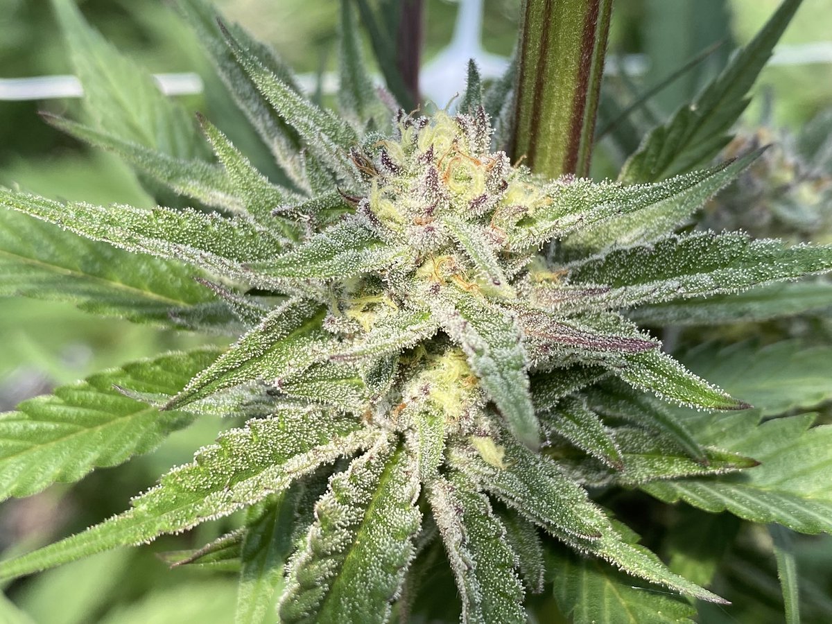 Black Sherblato going hard 💪🏽
#cannabisculture #CannabisCommunity #girlswhogrow #growyourown #sundayvibes