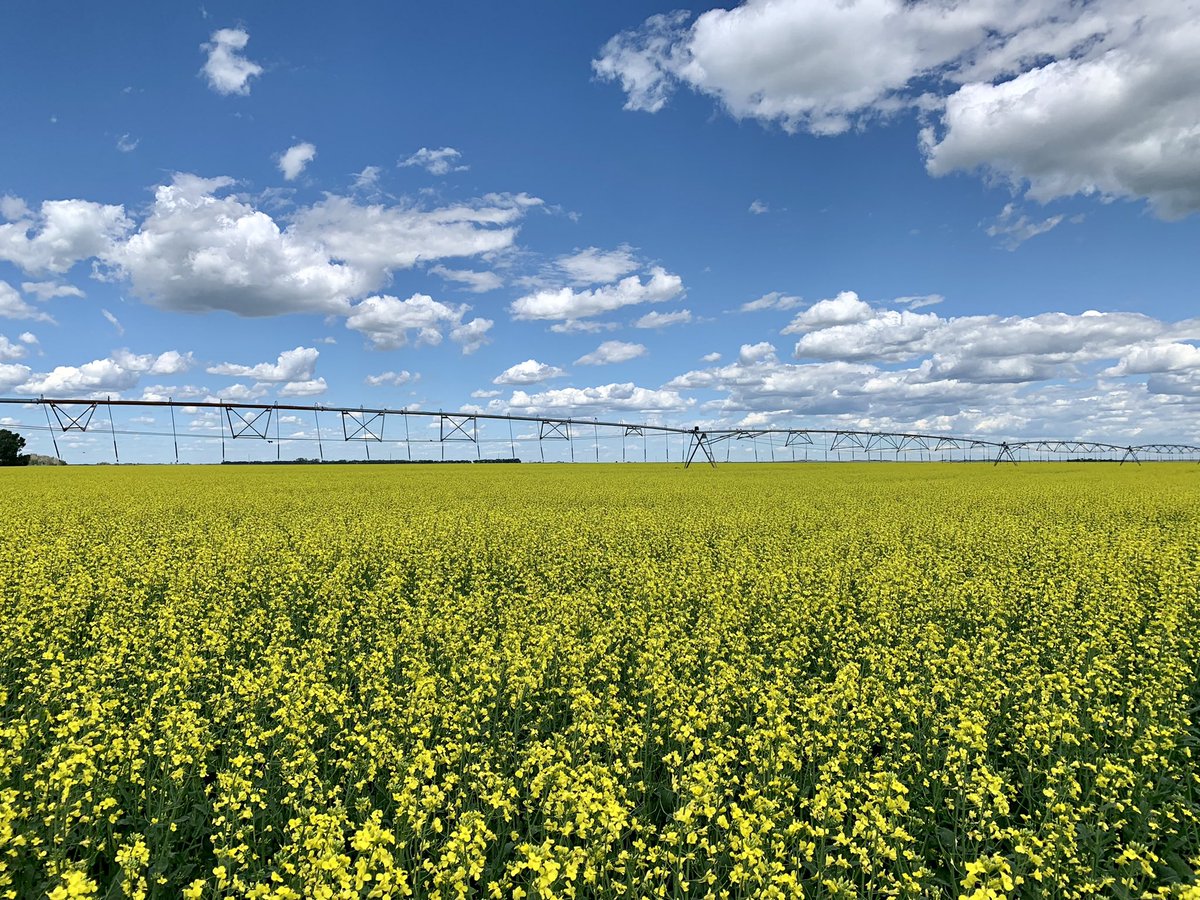 My favourite #DEKALB canola variety for pivot… DKTFLL22CRSC. Keeping this field nice &amp; clean with the dual trait technology <a href="/Bayer4CropsCA/">Crop Science Canada</a>