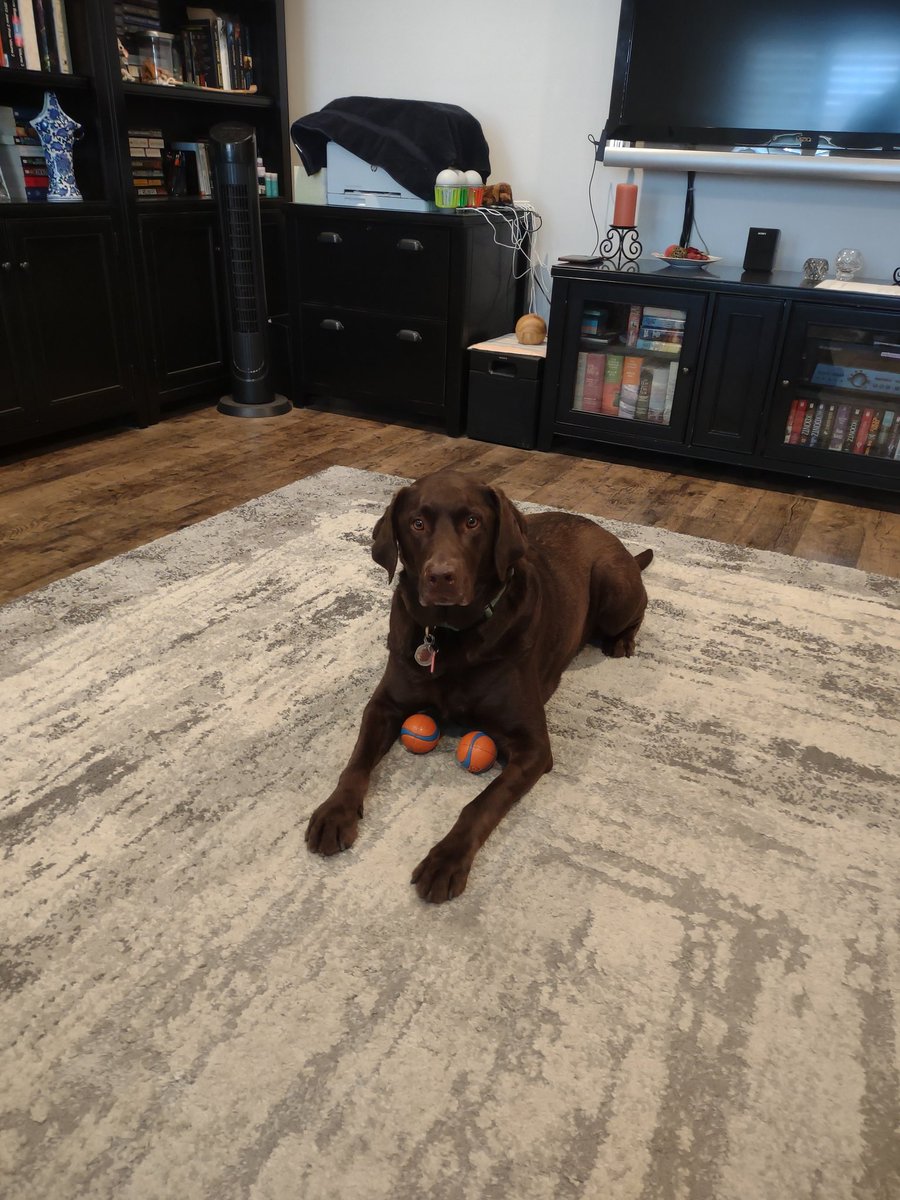MVernon23's tweet photo. @dog_rates @PawsofFuryMovie Ukko say's mom, I'm ready to play! I'm a double ball kinda guy.... https://t.co/xAmj1Pzz9j