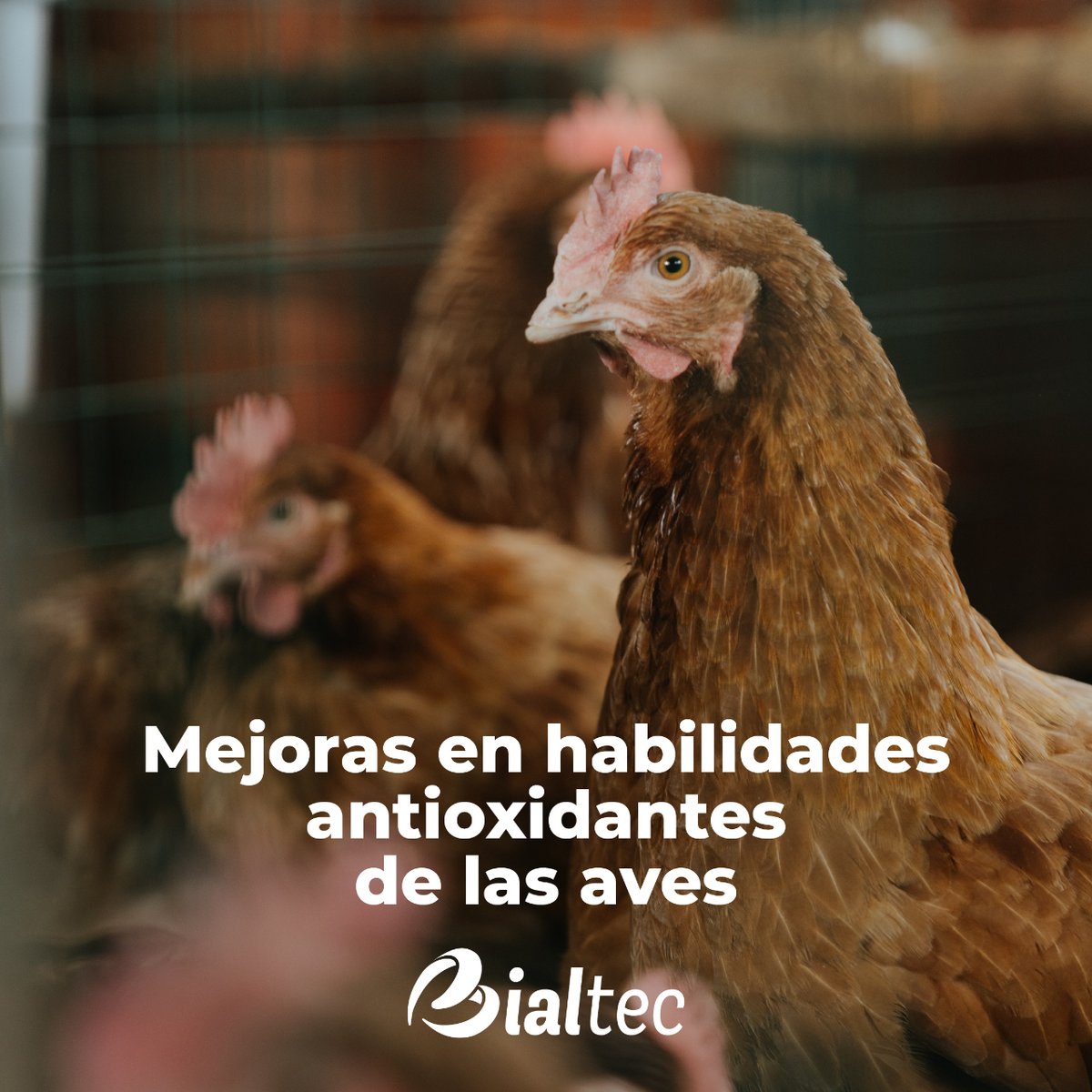 BIALTEC's tweet photo. Mejorando la respuesta ante organismos patógenos en las gallinas y pollos.
.
.
.
#Bialtec #Aditivos #NutricionAnimal #ProduccionAnimal #BienestarAnimal #Veterinaria #Zootecnia #ProteinaAnimal #Aves #Gallinas #Ponedoras #Pollos https://t.co/Clxyxh3Hge