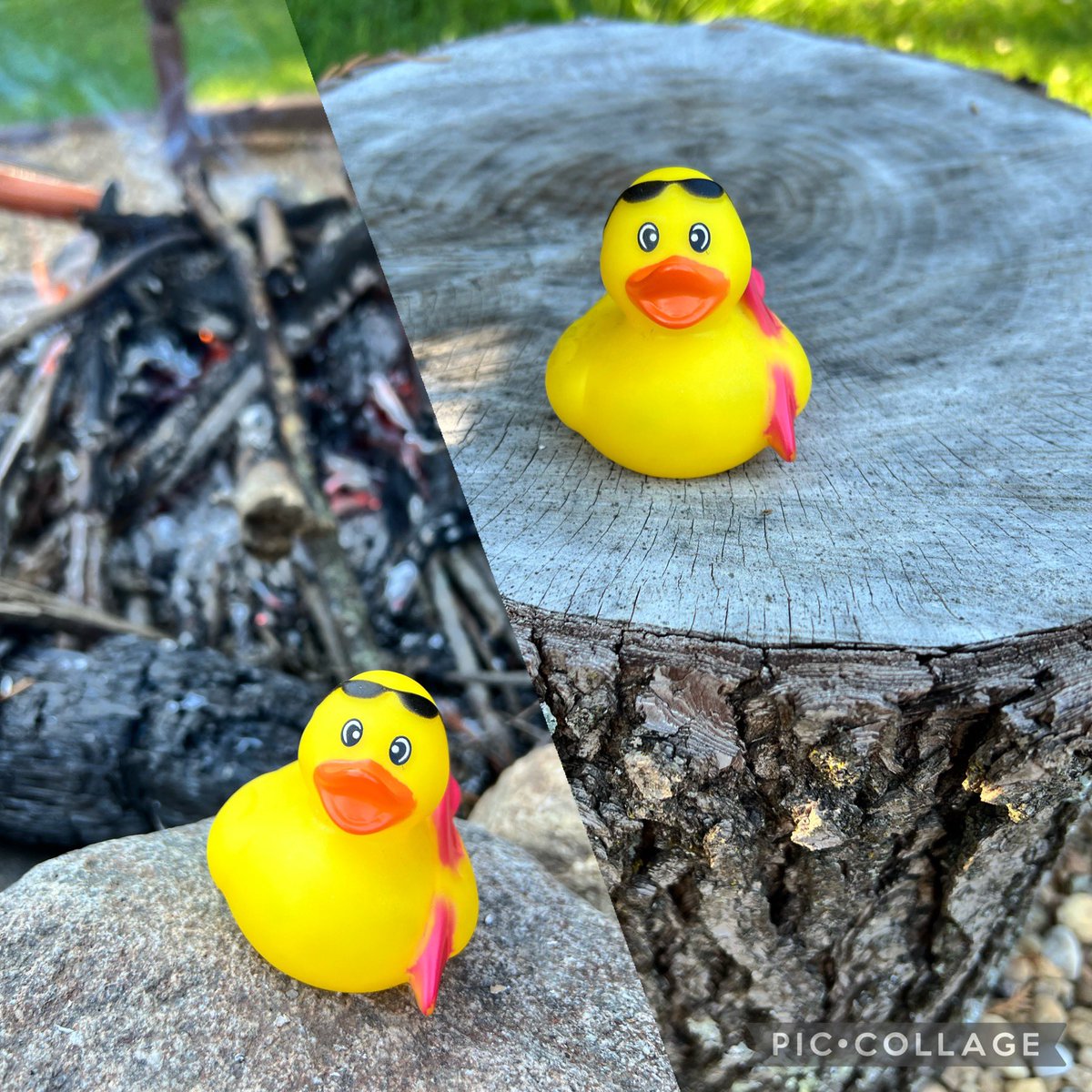 MrsBennett_TN's tweet image. Double Bingo! Sitting by the campfire and having hotdogs with Surfer Sal! @KCS_Roosevelt #RooseveltDucksOut #finallyabingo #makethattwo