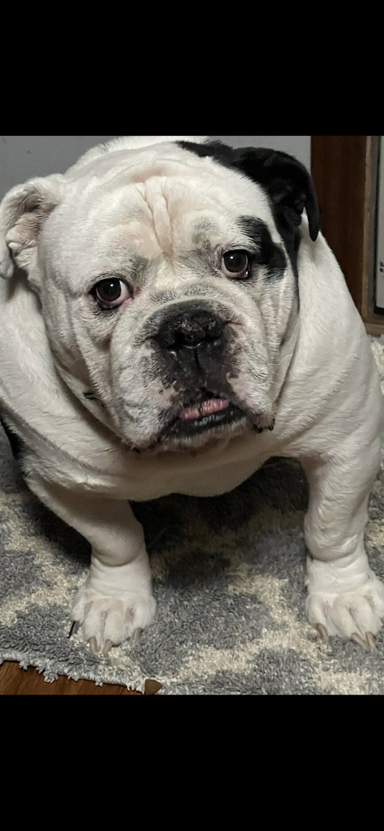 SuzeeQ9's tweet photo. Sir Bruce the Bulldog would love to show off his good looks on wallpaper ❤️ #TMobilePets https://t.co/g7eWbHP2dP