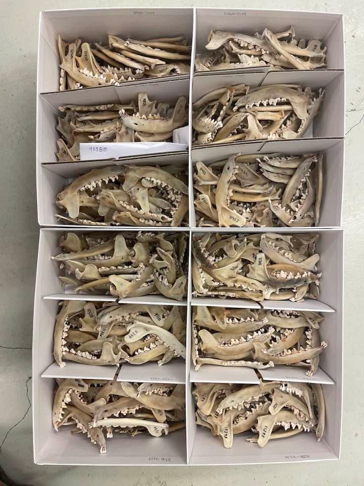 Happiness is the thousands of arctic fox jaws!!