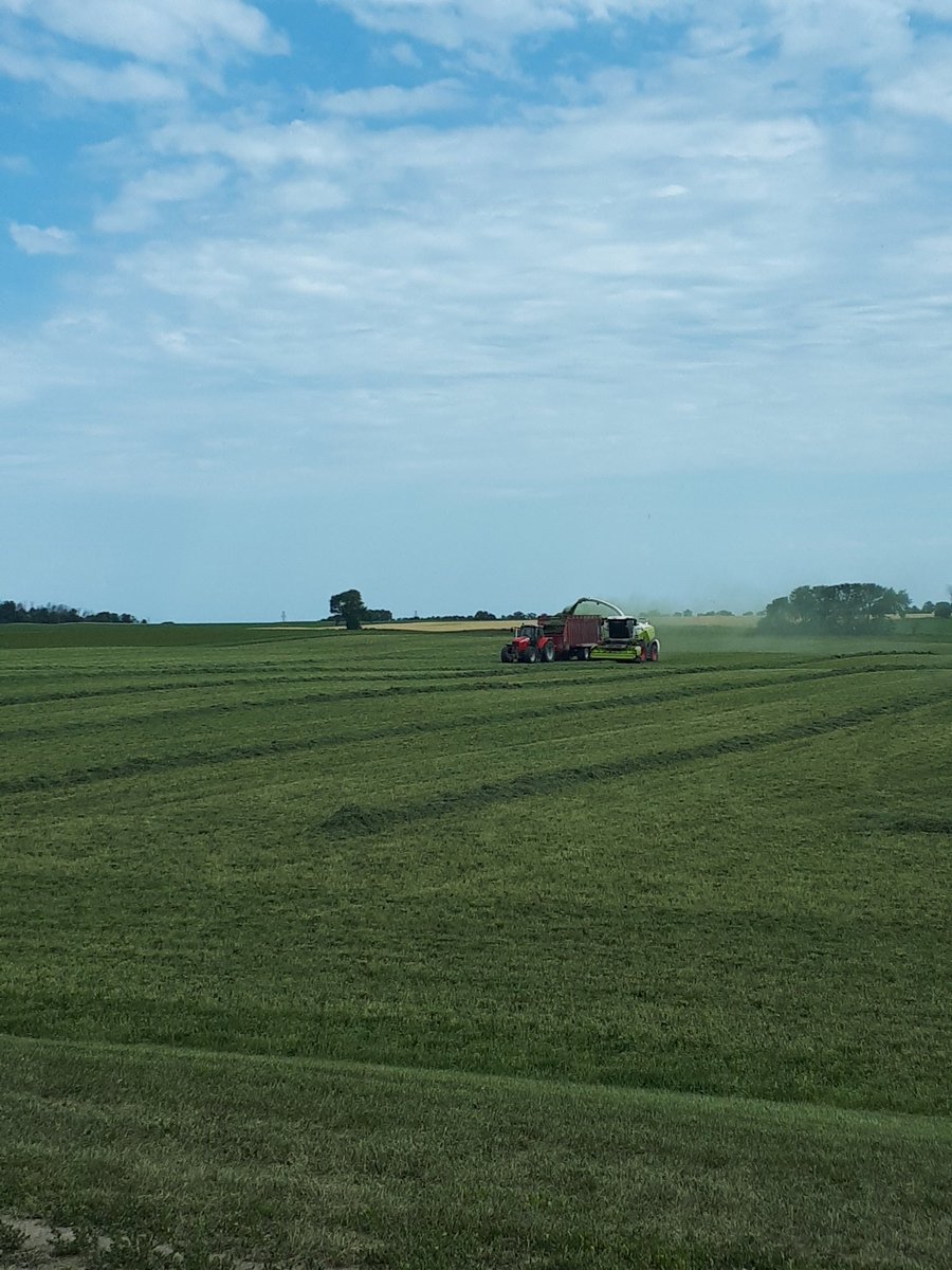 Some 2nd cut going in the silo today with <a href="/GerjanWeert/">Gerjan Weert</a>