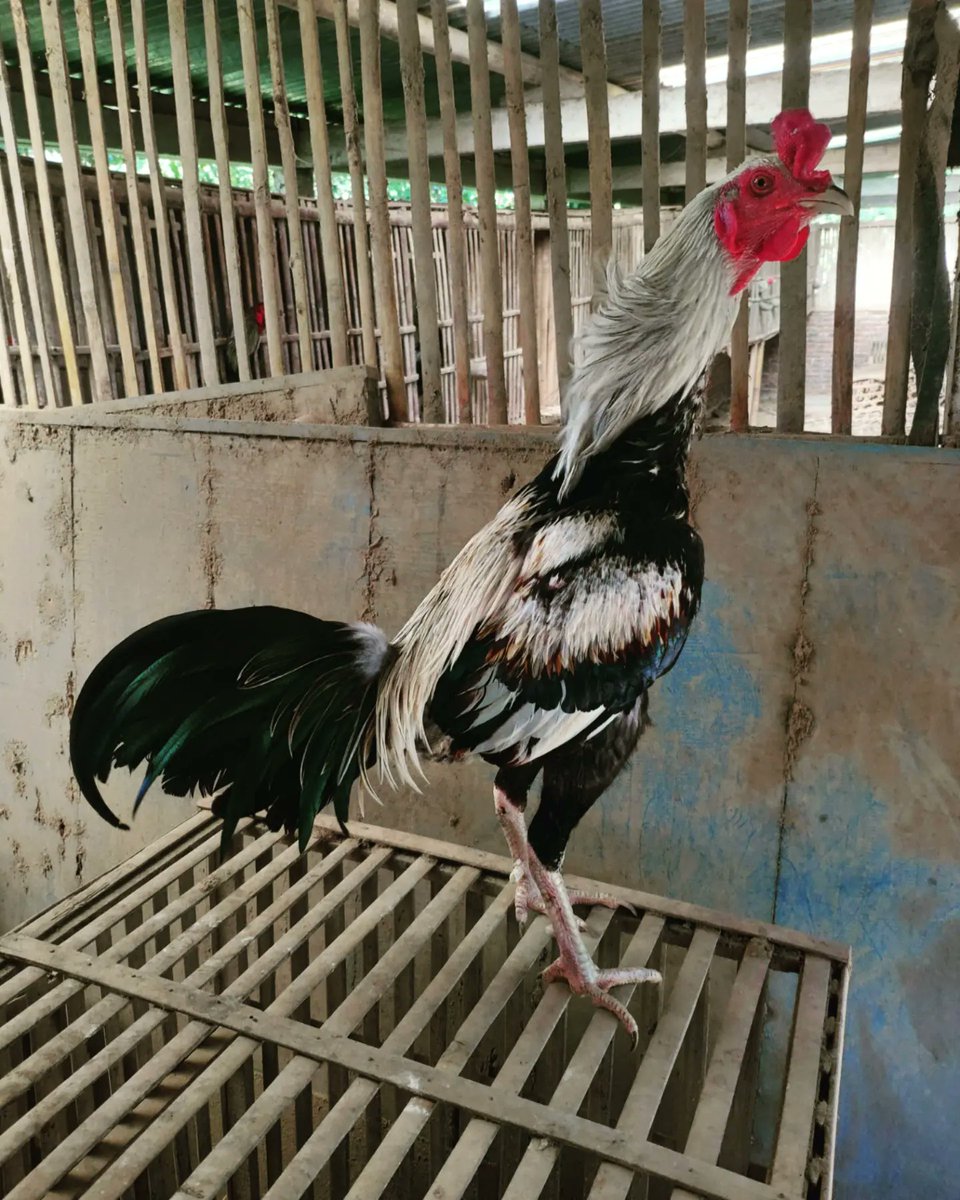DjatiFarm's tweet photo. https://t.co/NAVUKj4xvf WA
#ayambangkok #ayambangkoksuper #mangon #magon #pakhoy #pakoy #pakoi #ayambirma #ayam #ayampakhoy #ayammangon #pamangon #shamo #ayampamangon #ayampamaiq #ayampama #aseel #ayamkontes #ayamimport #animals #pet #ayampro #fightingcock #cockfight #ayamaduan https://t.co/kuydSvmBDo