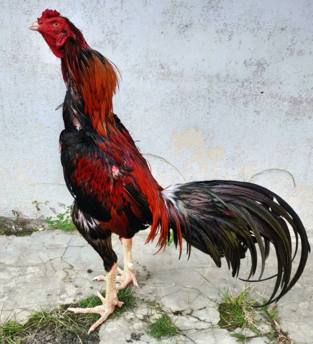 DjatiFarm's tweet photo. https://t.co/NAVUKj4xvf WA
#ayambangkok #ayambangkoksuper #mangon #magon #pakhoy #pakoy #pakoi #ayambirma #ayam #ayampakhoy #ayammangon #pamangon #shamo #ayampamangon #ayampamaiq #ayampama #aseel #ayamkontes #ayamimport #animals #pet #ayampro #fightingcock #cockfight #ayamaduan https://t.co/44aUgi60PY