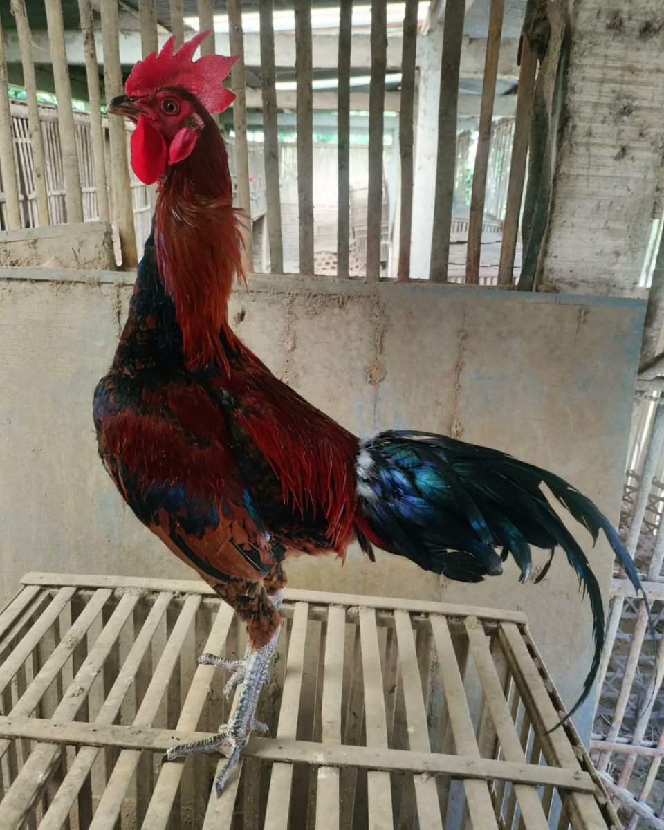 DjatiFarm's tweet photo. https://t.co/NAVUKj4xvf WA
#ayambangkok #ayambangkoksuper #mangon #magon #pakhoy #pakoy #pakoi #ayambirma #ayam #ayampakhoy #ayammangon #pamangon #shamo #ayampamangon #ayampamaiq #ayampama #aseel #ayamkontes #ayamimport #animals #pet #ayampro #fightingcock #cockfight #ayamaduan https://t.co/s1zhYWK5XH