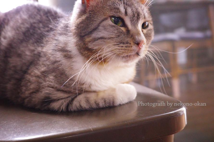 鼻提灯 Twitter Search Twitter