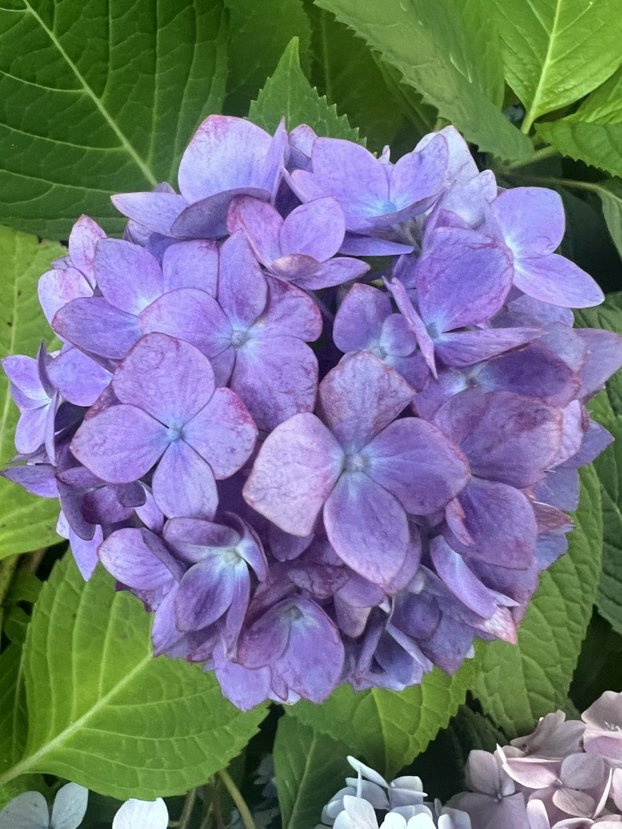 Amy_Siskind's tweet photo. My spectacular hydrangea. #beathe 💜 https://t.co/mRAIqjBBcd