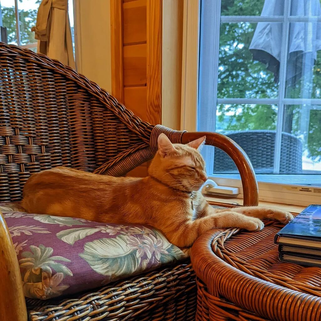 Blending into the cottage life well 😻