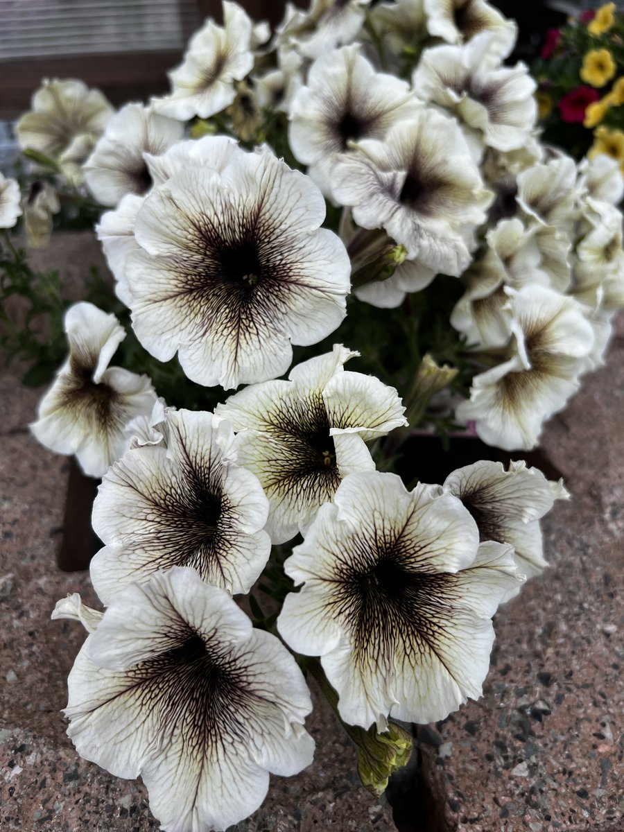 28LabsNFT's tweet photo. #Flowers #Flowerphotography These are exquisite. 花 #Flower #Flowerphotography これらは絶妙です。 https://t.co/n3SpMliro0
