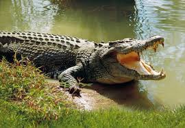 Keen for a very productive discussion about the looming crocodile threat facing Australia and how we can unionise to defeat the crocodile menace!!! #edcon22