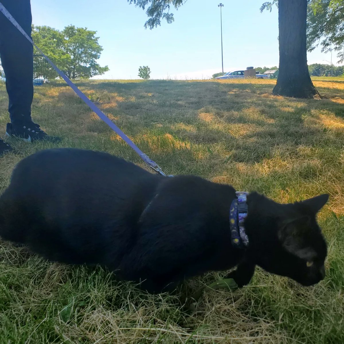 TigBittyKitty's tweet photo. Tigbittykitty travels to Tennessee started off strong but poor baby had (accidently) some honey glazed ham and then didn't eat for 2 days. She stayed hydrated and was not in any danger according to her vet. She is 100% back to herself 😸💖🐈‍⬛#cat #cats #CatsOfTwitter #gato https://t.co/e9TGGTssNe