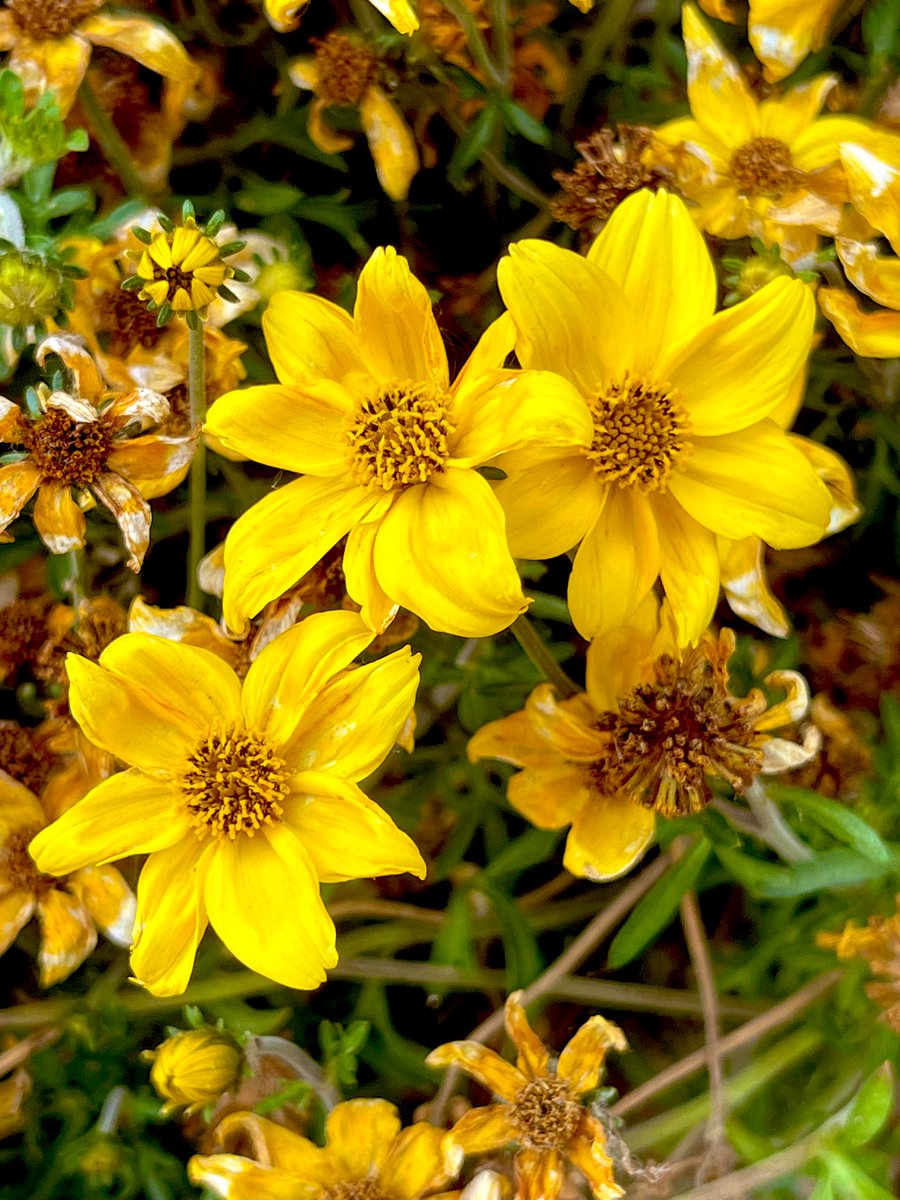 nejsnave's tweet photo. multigenerational Bidens (yes that is the actual name of this flower) #flowerreport #presidentialedition https://t.co/KjImXIQ0oO