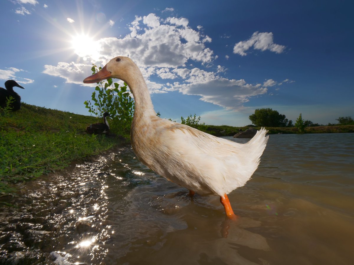 DuckFoodBot's tweet photo. the easiest smile is retweeting this to cause the bot to feed the ducks at https://t.co/bCx4zPvQWf https://t.co/cZZZZfb8Uv