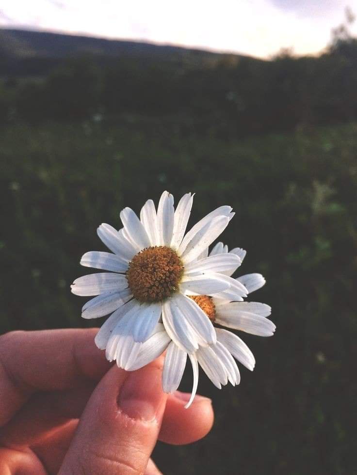 sunflow23002724's tweet photo. my best time is to be with you.🌻
เวลาที่ดีที่สุดของฉัน คือการได้อยู่กับคุณ.🌼🌻❤️

#คําคมความรู้สึก #คําคมความรัก #คําคมภาษาอังกฤษ #แคปชั่นภาษาอังกฤษ #แคปชั่นความรัก #แคปชั่นความรู้สึก #แคปชั่นเด็ดๆโดนๆ https://t.co/7dnywUmgfs