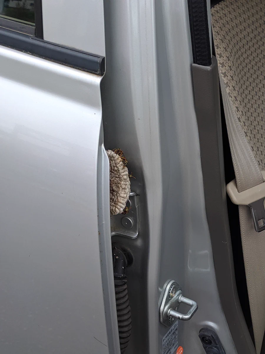 衝撃！車に入る蜂を目撃・・ドアを開けると、なんと『蜂の巣』が作られていた