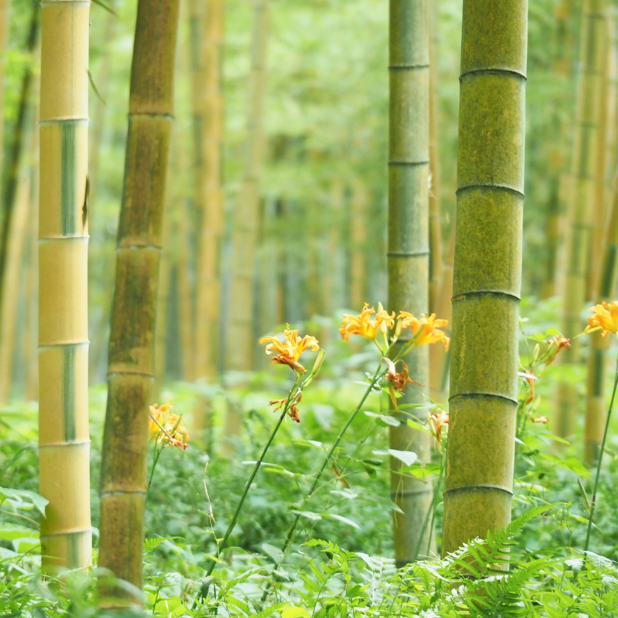 若竹の杜 若山農場 公式 金明孟宗竹の竹林はなんとなく明るくて 曇りのお天気でもあまり暗さを感じません 今年も藪萱草 ヤブカンゾウ が咲いています 花言葉は 順応性 一日で花がしぼむことから 学名は Genera 一日 Calls 美 なんだとか