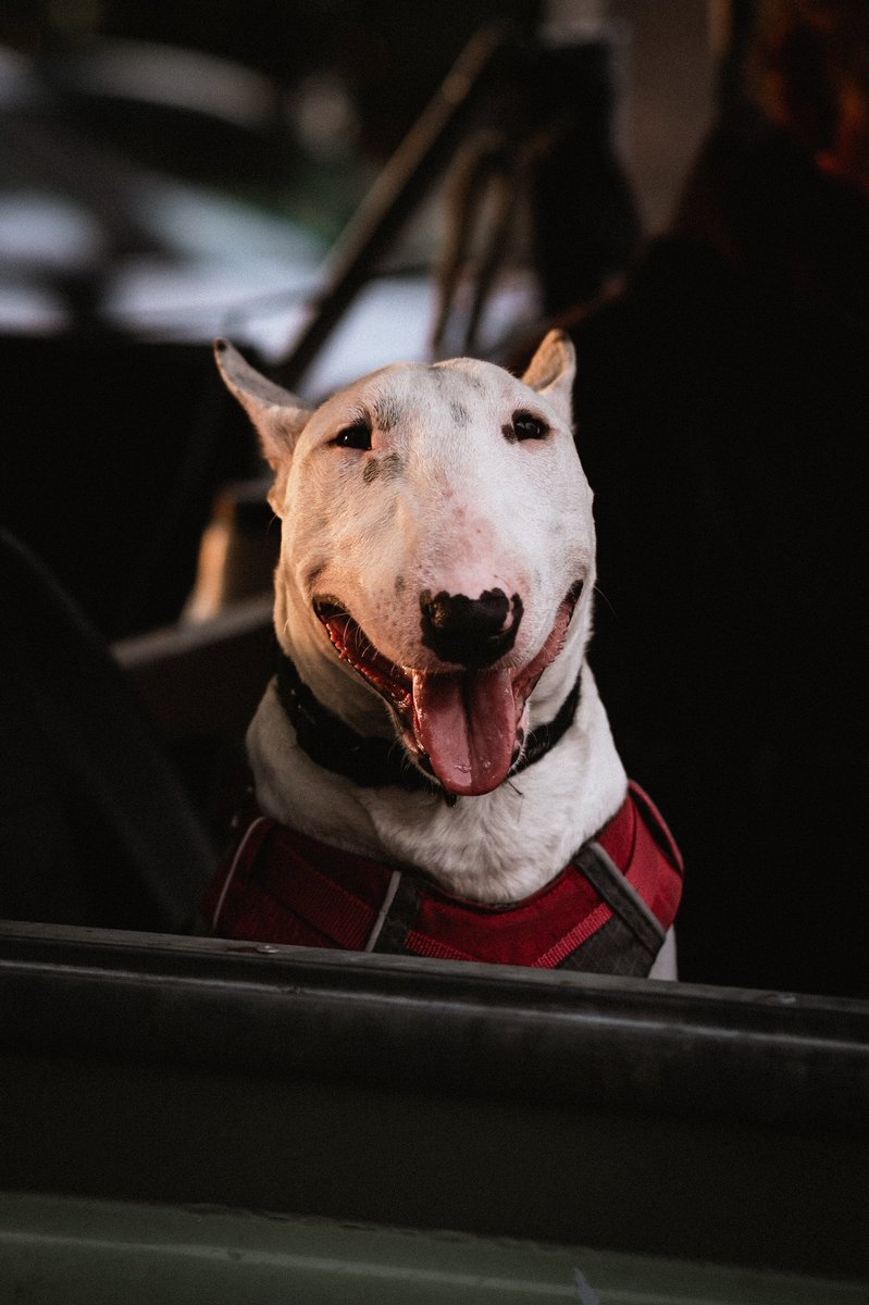theWildCut's tweet photo. Just a dog and his truck. What a beautiful truck it was. #LandRover #streetphotography #streetphotographer #urbanphotography #classictruck #DogsofTwittter https://t.co/DTHcq4Ok3b