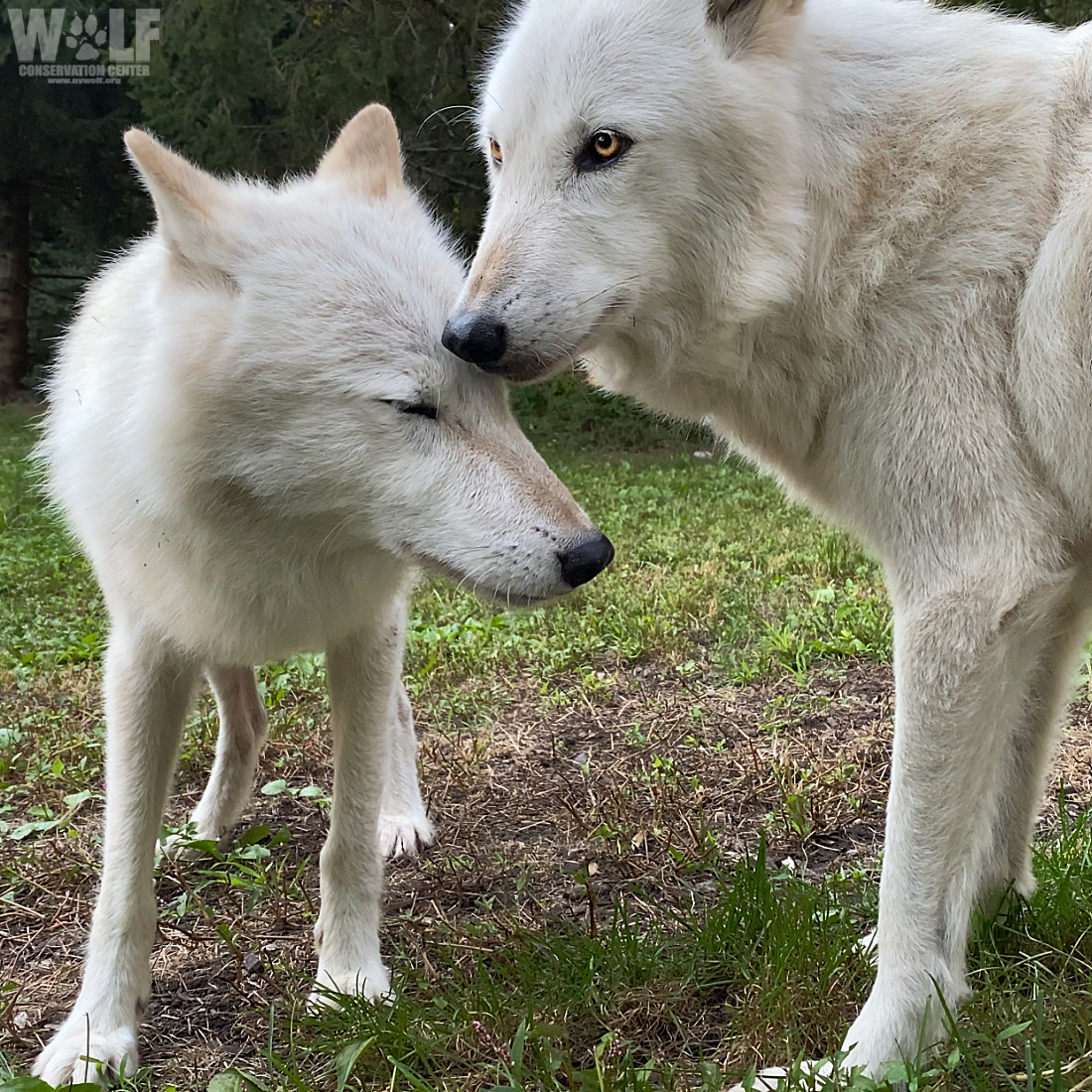 nywolforg's tweet photo. A reminder from wolves:
       Be kind to yourself and others 🐺 https://t.co/45dMifXnFW