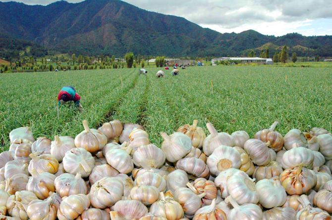 Unaproda's tweet photo. Tenemos un compromiso con nuestro pueblo de Constanza y con la seguridad alimentaria de nuestro país. Invitamos a todos nuestros socios y productores en general a apoyar incondicionalmente el Festival de la Cosecha de Constanza.

@bertocollado07
@crcolladoRaul
@lisandrocas21 https://t.co/onCh4PLIe5