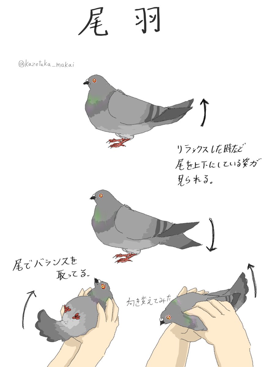 風鷹(かぜたか) on X: 