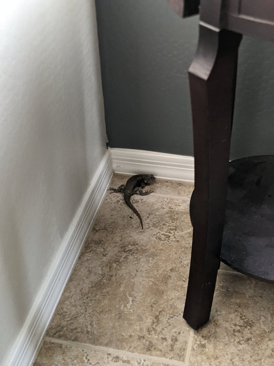 ijtreasure's tweet photo. Wasn't expecting to chase a lizard around my house when I went to get the mail but that was exciting. Safely back to the desert now. #justAZthings https://t.co/9W530n7uIN