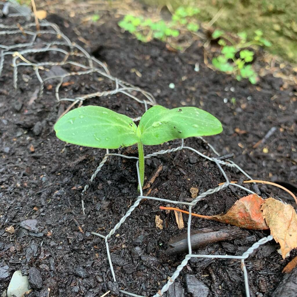 Reenie_Hutton's tweet photo. One out of the 4 cucumbers seeds I planted has sprouted! How long until I can make a salad?๐๐คฃ๐ฅ๐ฅ
.
.
#garden #cucumber #cukes #farm #farmgarden #auntpearlsfarm https://t.co/fSkSBakHdO https://t.co/LZSZD6FPib