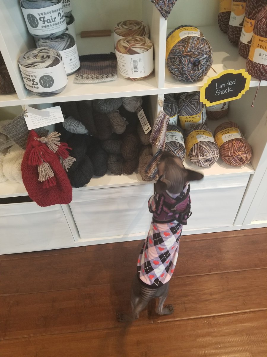 ExudetteRootly's tweet image. Couldn't avoid going to a yarn store while I was here, and the Unravelled yarn store came with a bonus cat!