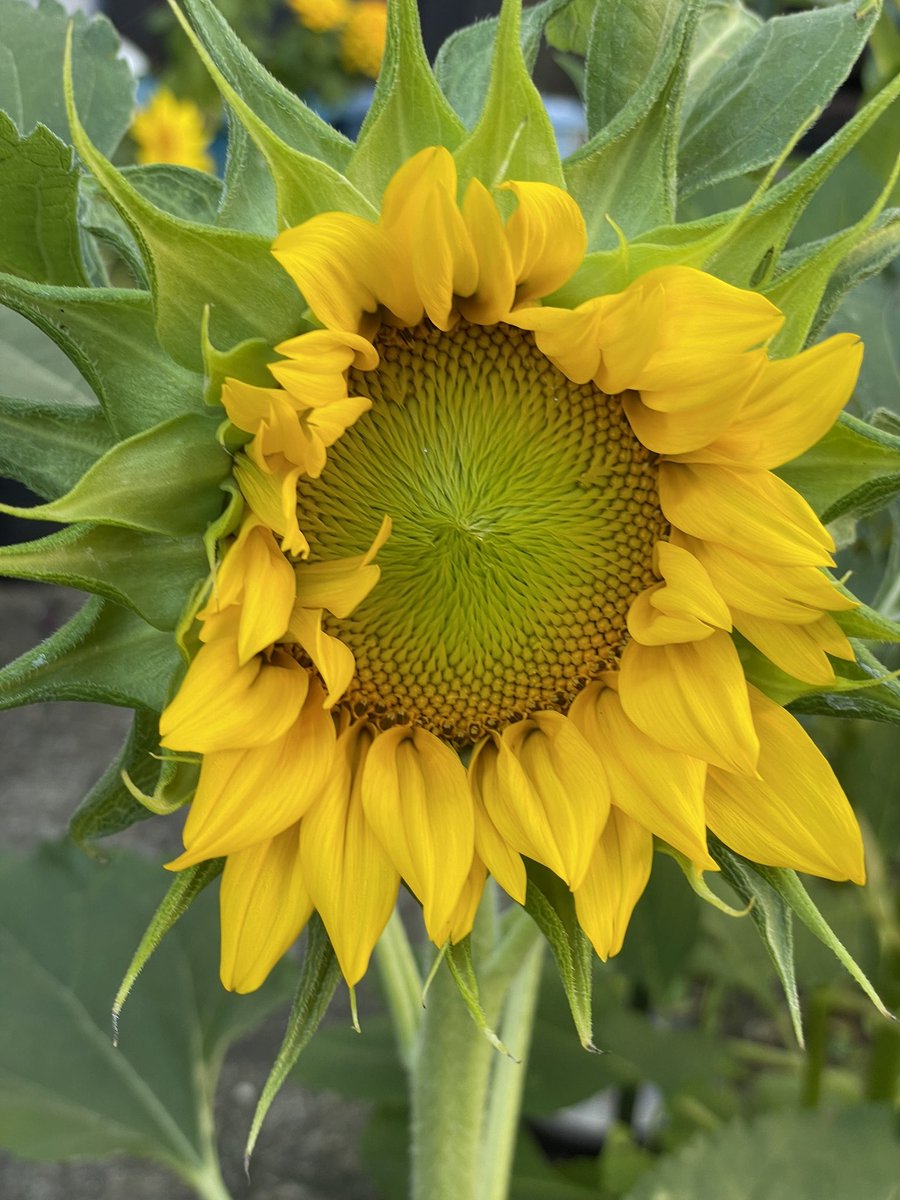 Happy Monday everyone!😃 🌻🌸🌺🌼
More and more are popping up every day!
#VincentRugani #SeedsToLife #Journeyofaseed <a href="/ruganirugani/">RuganiRugani</a>