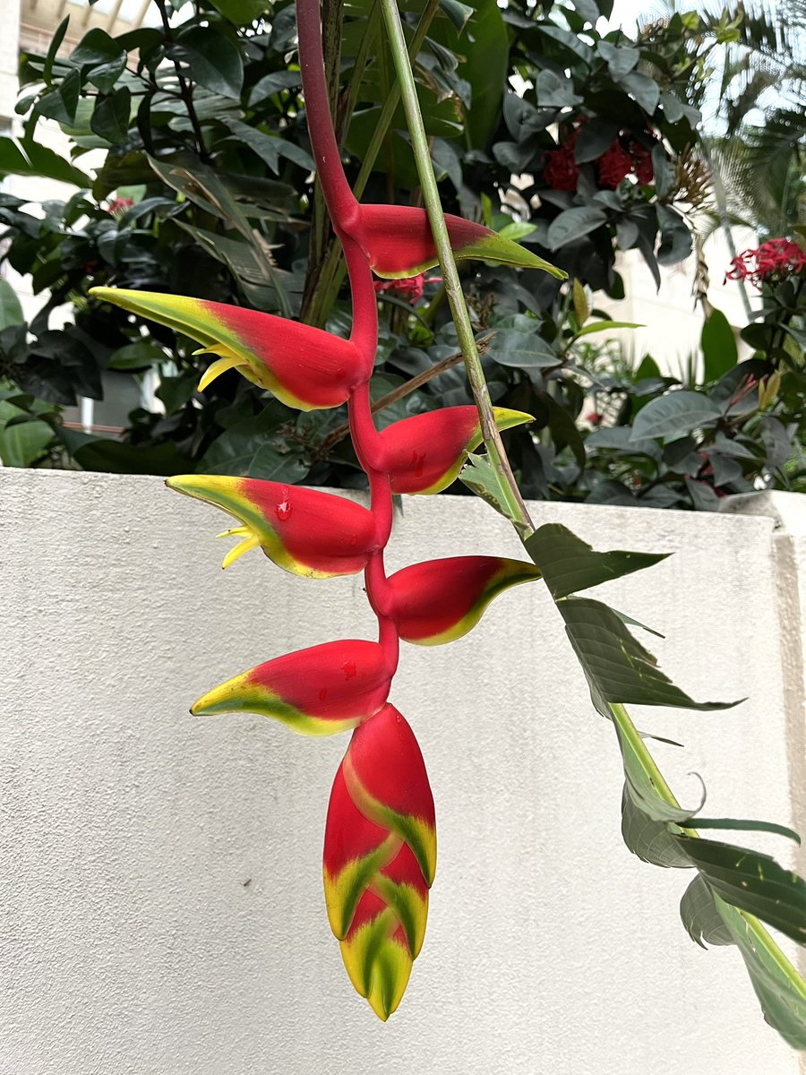 katranjeet's tweet photo. With rainy season, Namma Bengaluru has turned into a hill station.Not surprised to see Heliconia or Lobster🦞Claws in our layout @BangaloreMirror @Vijaykarnataka https://t.co/fDhHWr0l6a