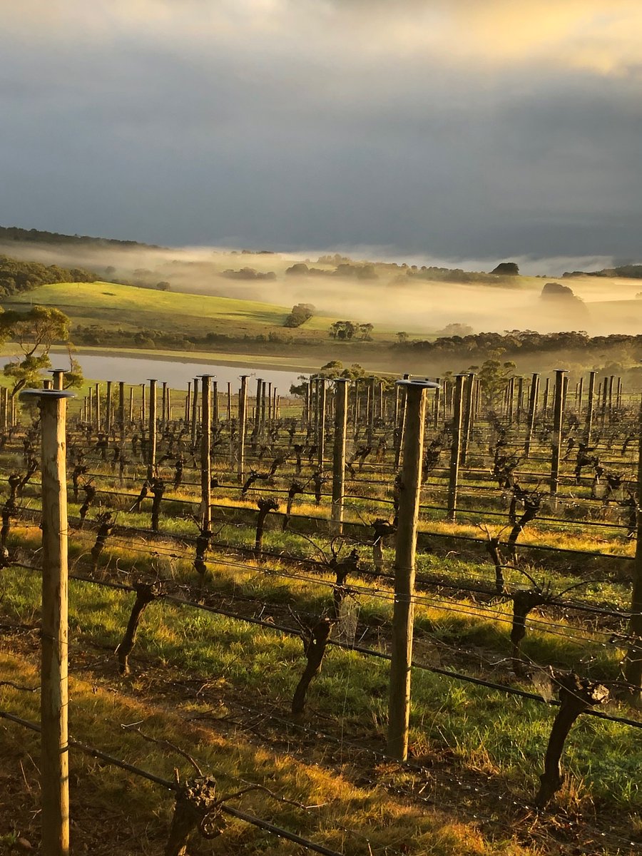 Tapanappa Wines (@tapanappa) on Twitter photo Pruning is finished at Foggy Hill, The Tiers and Pat & Teds. The job done by the team of recent #immigrants from Myanmar is outstanding. The best yet!
Tweets by Brian Croser <a href="/Tapanappa/">Tapanappa Wines</a>
#wine #tapanappa #piccadillyvalley #3distinguishedsites <a href="/adelhillswine/">Adelaide Hills Wine</a> Pruning is finished at Foggy Hill, The Tiers and Pat & Teds. The job done by the team of recent #immigrants from Myanmar is outstanding. The best yet!
Tweets by Brian Croser <a href="/Tapanappa/">Tapanappa Wines</a>
#wine #tapanappa #piccadillyvalley #3distinguishedsites <a href="/adelhillswine/">Adelaide Hills Wine</a>