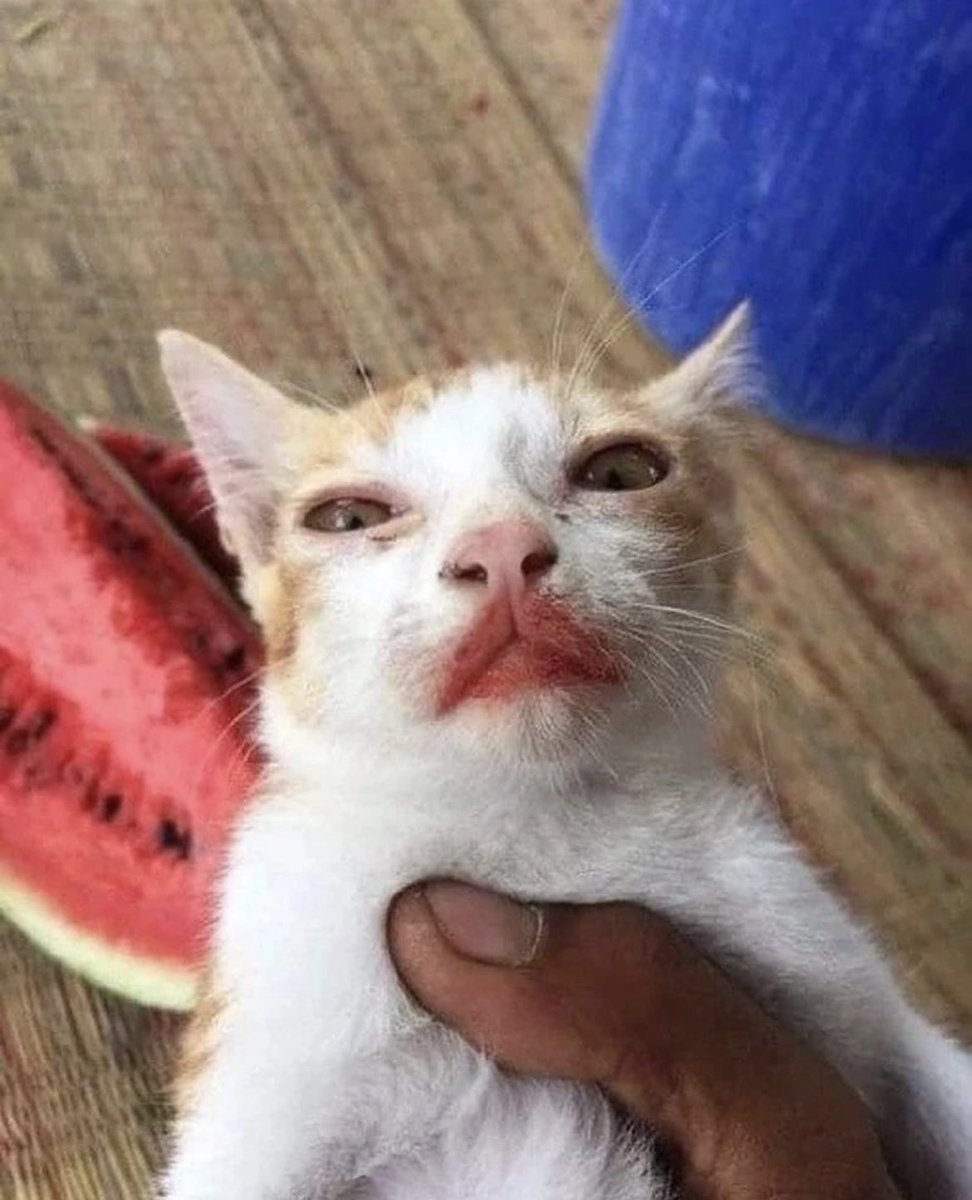 cats being weird little guys 👅 tweet media
