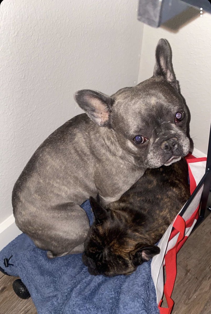 MarcusDavila2's tweet photo. Missin my two little gremlins 🥺 https://t.co/zHg3fzRQ2P