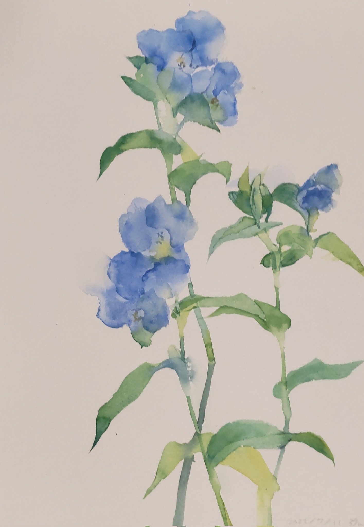 Anmitsucat 銀座松屋個展 23 6 21 27 今朝の露草があまりに美しかったので分だけスケッチ しようとして37分スケッチ 笑 園芸用なの お花が大きくて綺麗なのよね 去年根っこつきでいただいたのがあちこちの鉢から芽吹いて あまりに旺盛なのでだいぶ