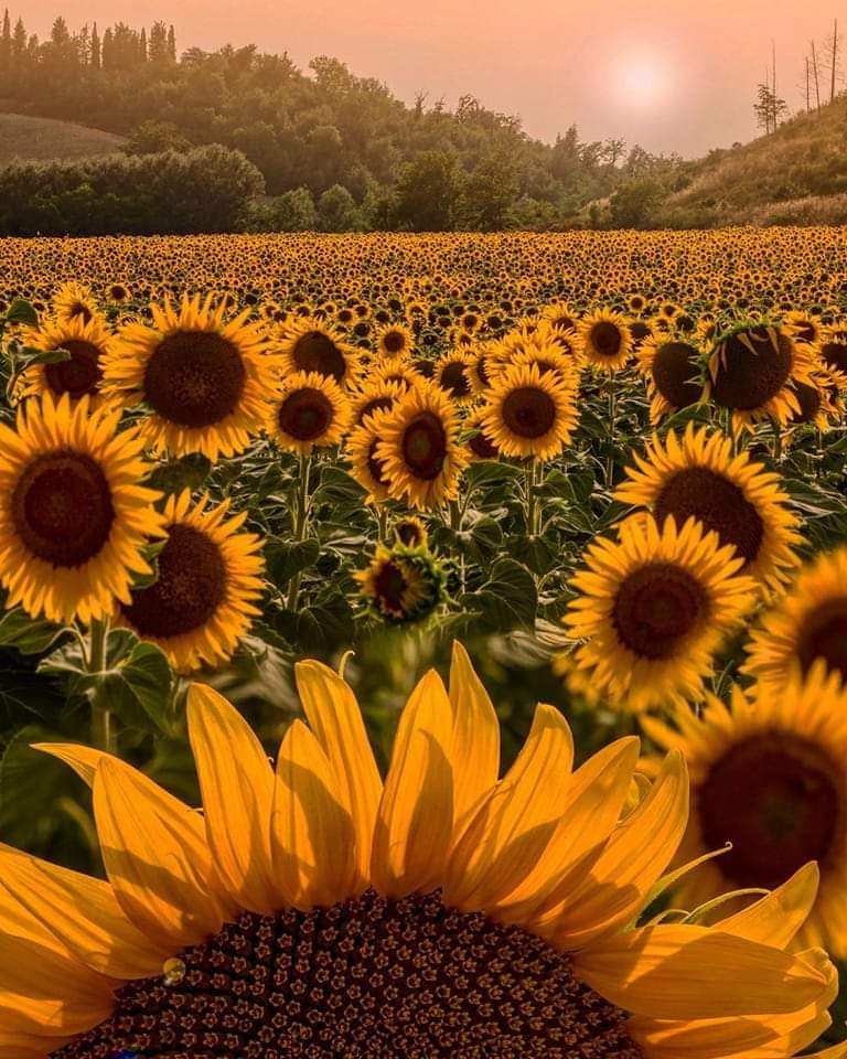 WLoveSunflowers's tweet photo. Happy week sunflowers π»
"Don't worry, be happy" π
#SunflowerChallenge2022 #Sunflowers #sunflowercast #NatureBeauty #NaturePhotography #photo #photooftheday #photocardtrend #sunset https://t.co/2CKeGejTBh