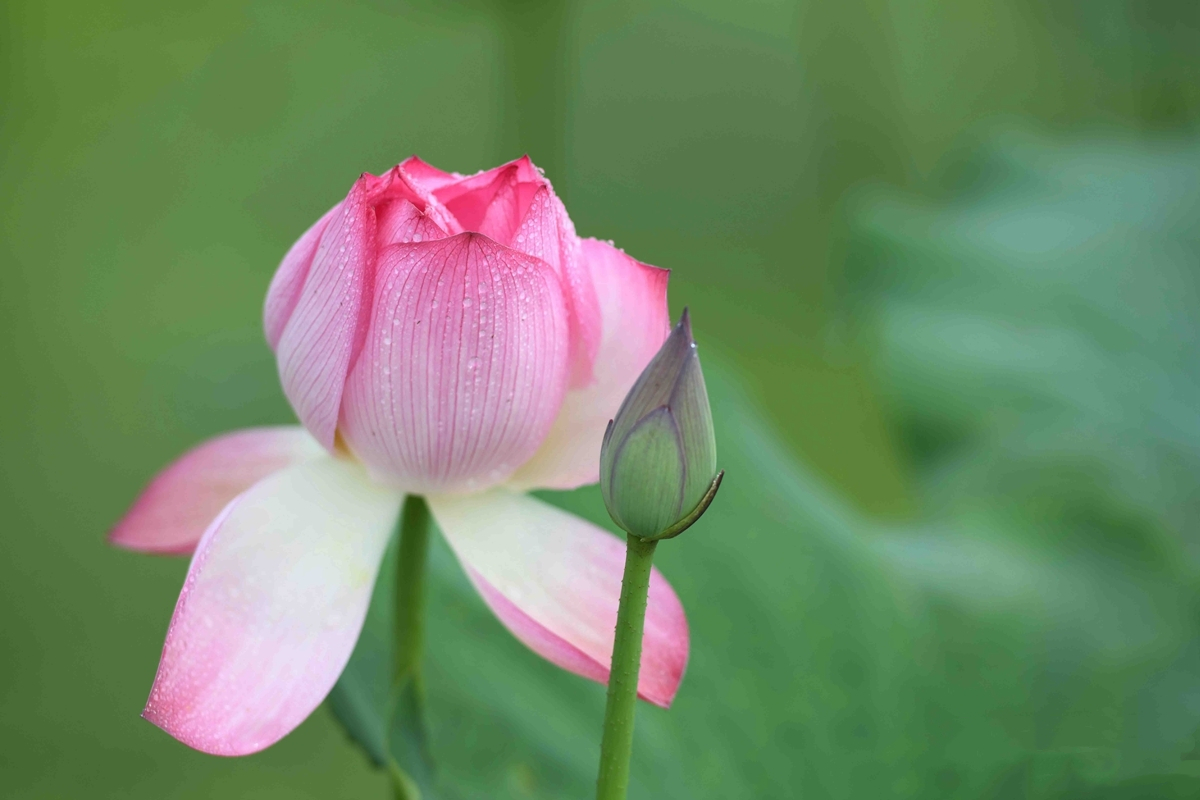 TouchShandong's tweet photo. #Lotus is in bloom in Tancheng, Linyi, China’s #Shandong province, attracting many #tourists. Tancheng strengthens the development and utilization of abandoned #pits and #ponds, plants lotus root,breeds #fish and shrimps,and integrates #agriculture and #tourism.#shandongimplement https://t.co/XwI9B14w0Y