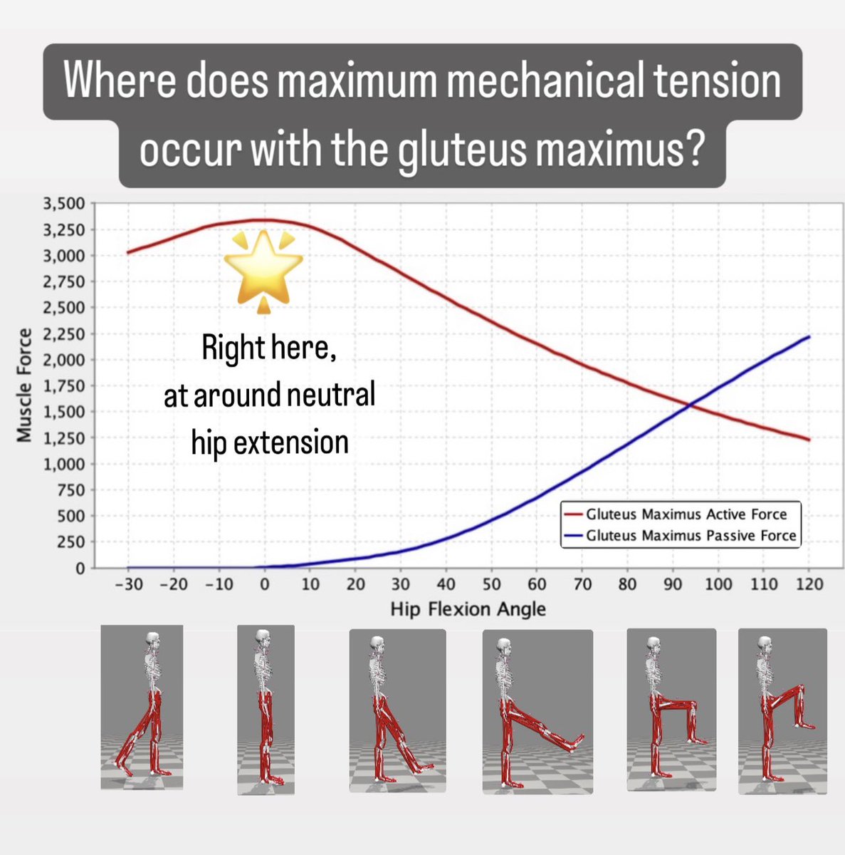 bretcontreras's tweet photo. OpenSim Model: Glute Max Muscle Forces Along the Hip Flexion/Extension Axis https://t.co/4wQqJ58jKO
