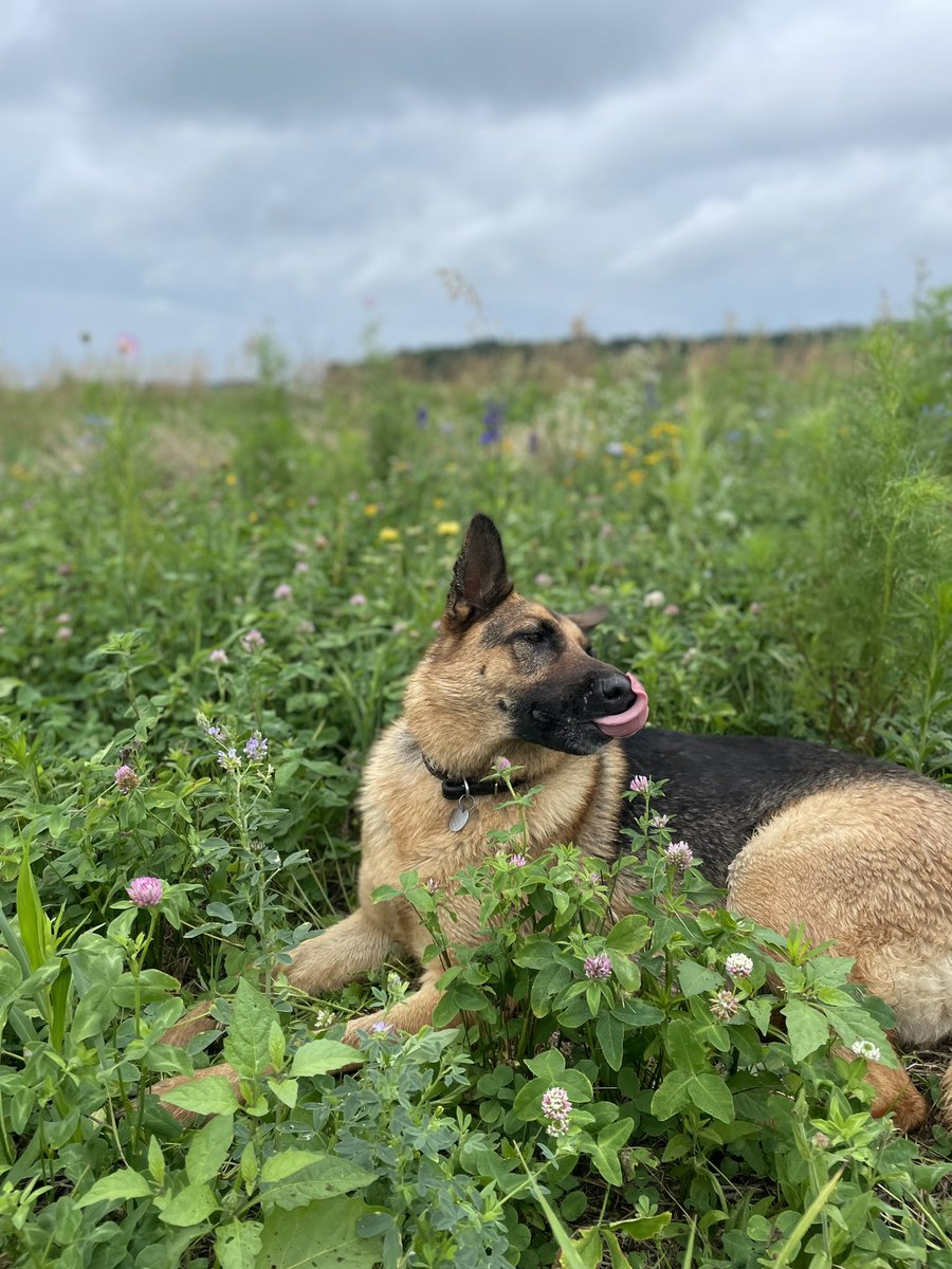 Happy girl in the pollinator patch #forthebees