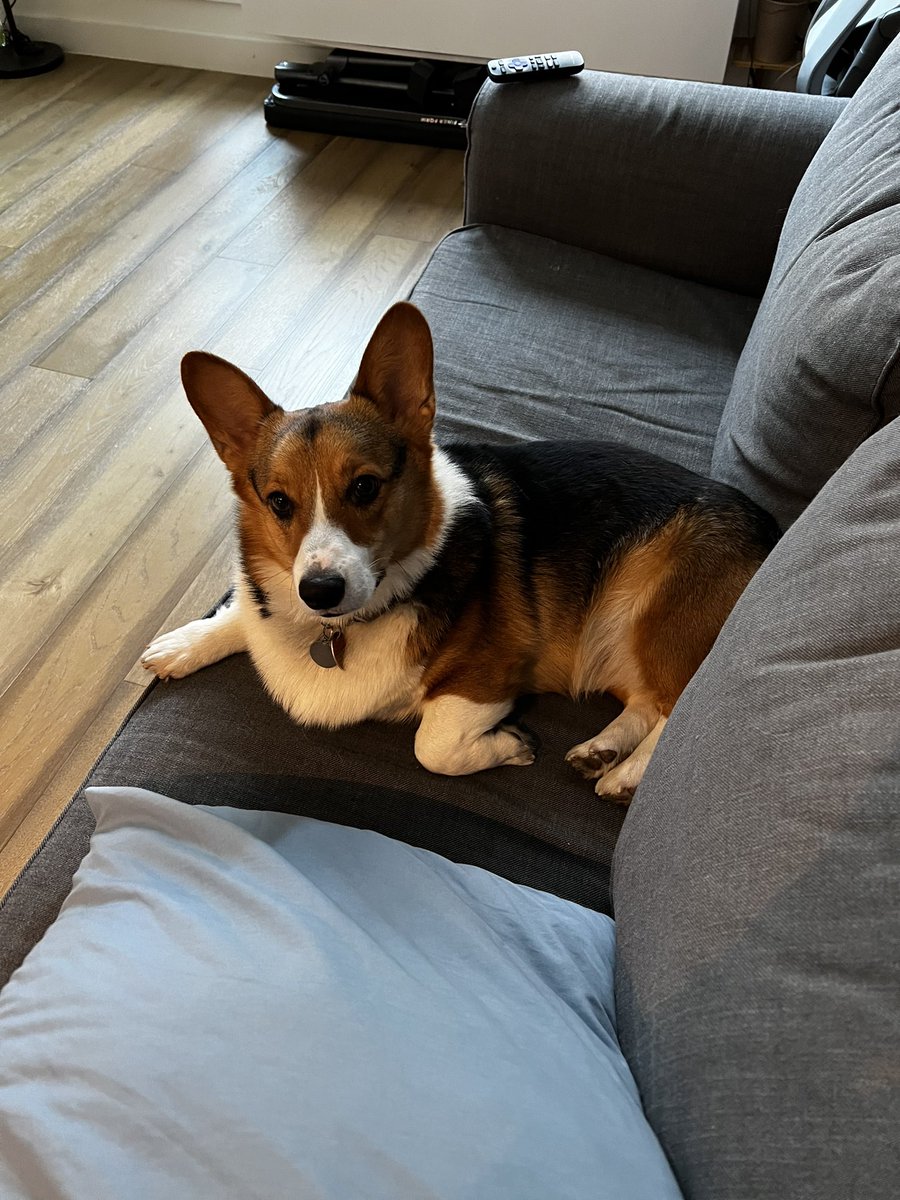 throw_me_a_disc's tweet photo. The dog lounging around while everyone else works.  He has the best life.  🥰 https://t.co/b6Nx4tRDUw