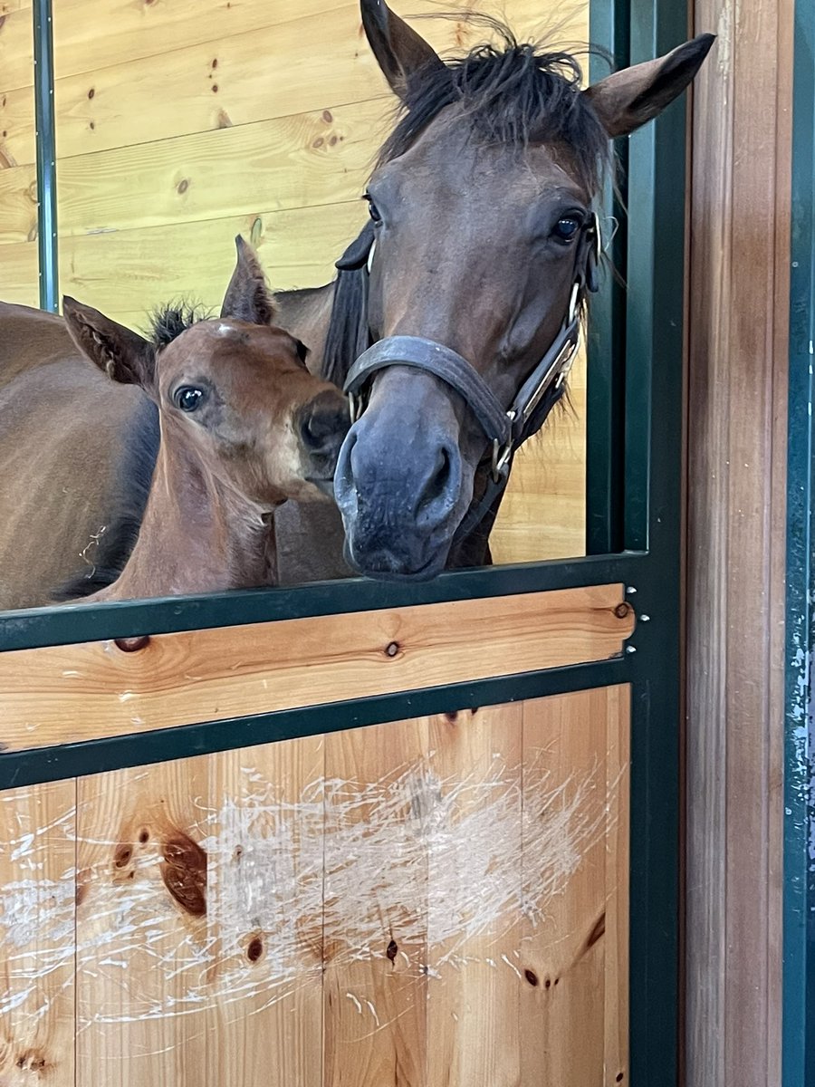 JaimeKazWatson's tweet photo. A beautiful start to the work week. Saratoga Race Course and Old Tavern Farm. We had some pretty cute company! 🐴❤️🐎🚎 https://t.co/j38oEupYKL