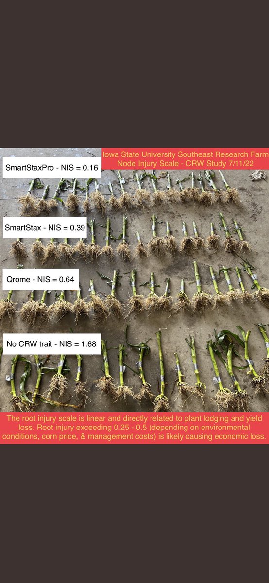 TylerVreugdenh1's tweet image. Iowa State work looking at CRW trait efficacy and node injury score #SSPRO