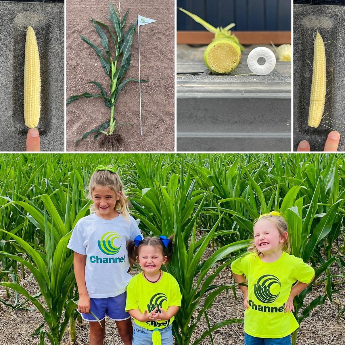 thriveagservice's tweet image. 🌽🌽🌽 #smartcorn technology rockin’ through the south central Kansas heat
✅Looking short (smart).
✅Root system is looking impressive. 
✅Stalk strength looking very healthy.
✅Primary (1) and secondary (2) ears on 107RM 
✅Population Study: 34 &amp;amp; 40K @ChannelSeed @pivotbio
