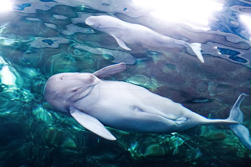 PuebloEnLnea's tweet photo. 🐬🐳Este recién nacido es una nueva esperanza para la #marsopa sin aleta del río Yangtsé. Su nacimiento es un milagro de la reproducción artificial en la ciudad de Wuhan y un paso más de #China para la conservación de la especie en peligro de extinción.🐬🐳 https://t.co/xfAYK5HVSo
