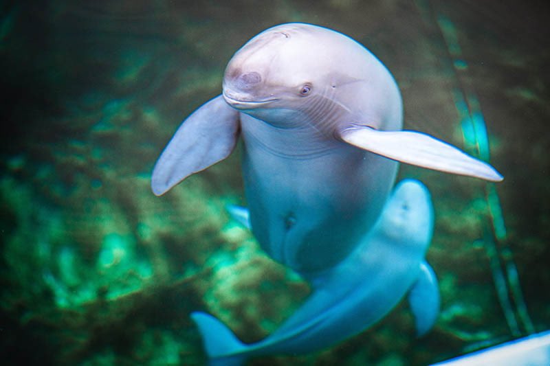 PuebloEnLnea's tweet photo. 🐬🐳Este recién nacido es una nueva esperanza para la #marsopa sin aleta del río Yangtsé. Su nacimiento es un milagro de la reproducción artificial en la ciudad de Wuhan y un paso más de #China para la conservación de la especie en peligro de extinción.🐬🐳 https://t.co/xfAYK5HVSo