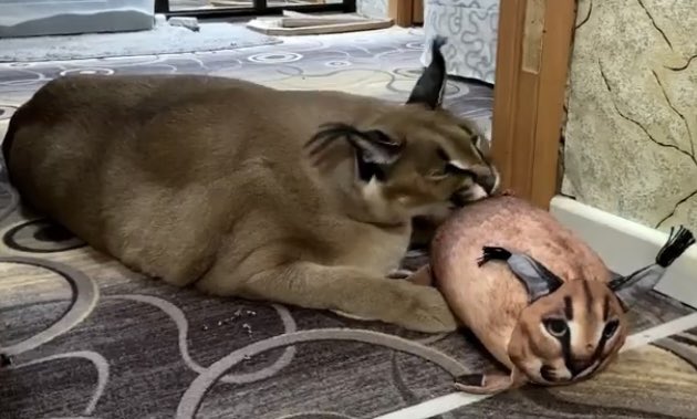 futachampion's tweet photo. FLOBER EATING ASS ‼️‼️ https://t.co/b328DCuJz5