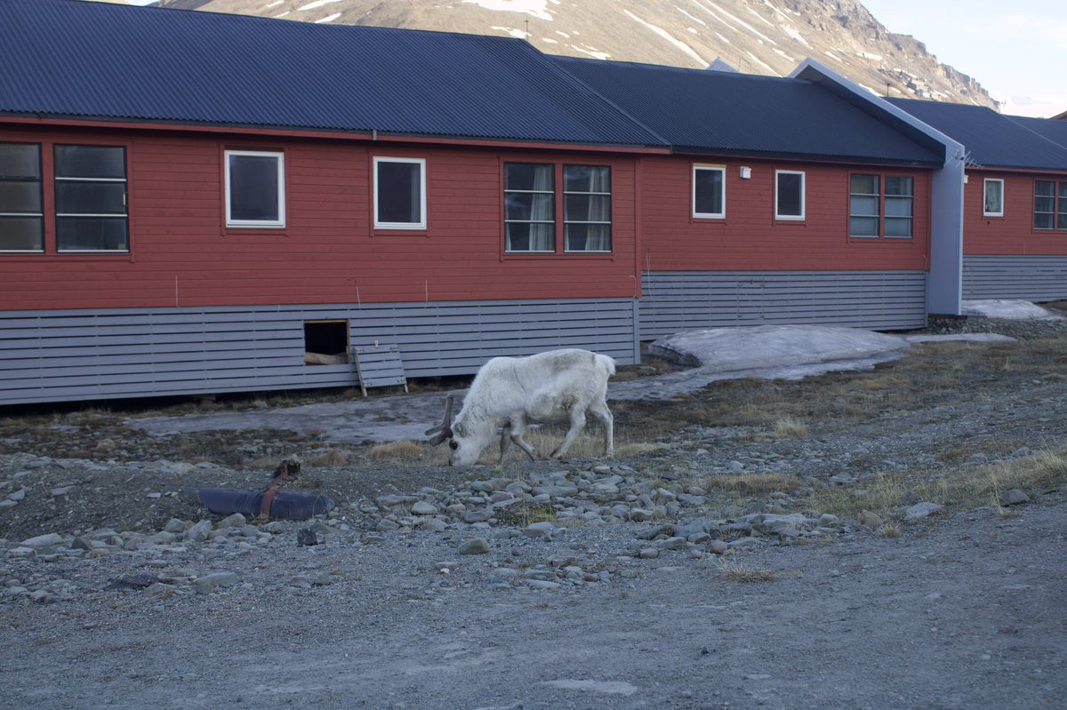 theexploringeye's tweet photo. Svalbard. An arctic wonderland where there are more snowmobiles and polar bears than human, where sun doesn’t come up for 6 months

We have covered every details you need to plan a trip to Svalbard from India.

Read here 
https://t.co/J9hhaRigrb

#svalbard #TravelGuide https://t.co/YZZAtXrI9O