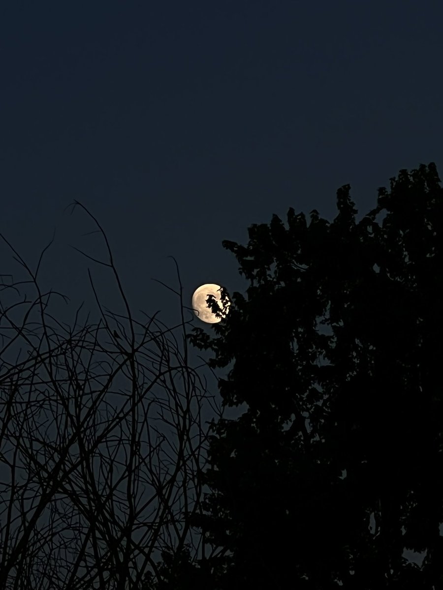 𝖑𝖆𝖓𝖆💫 tweet media