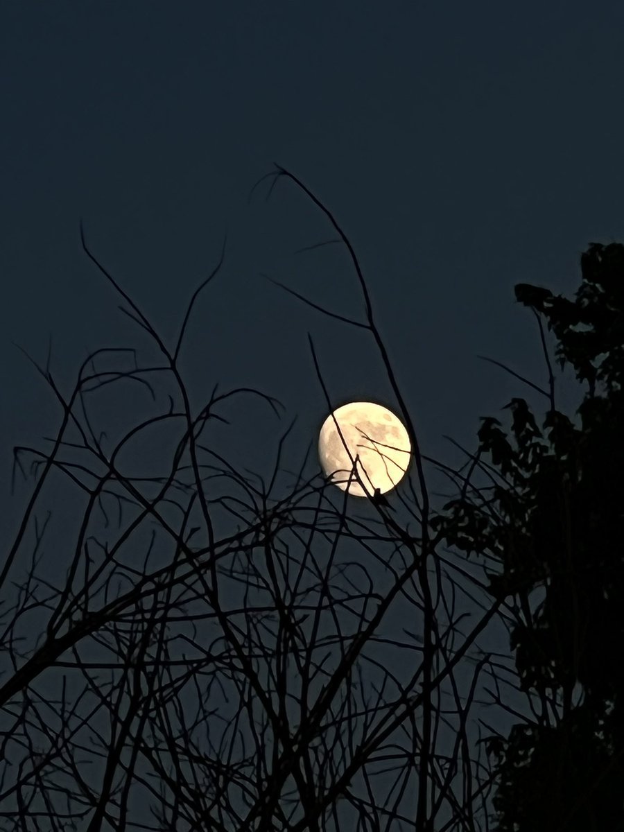 𝖑𝖆𝖓𝖆💫 tweet media